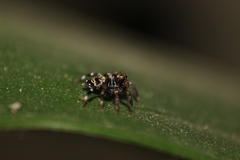 Thorelliola ensifera