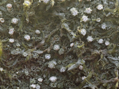 Topeliopsis