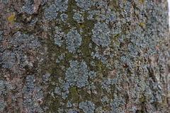 Punctelia jeckeri