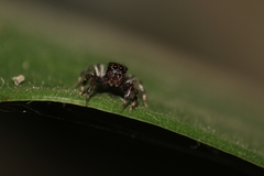 Thorelliola ensifera