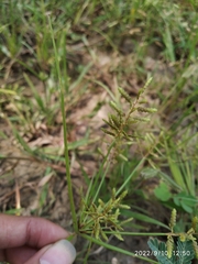 Cyperus alulatus