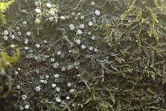 Topeliopsis