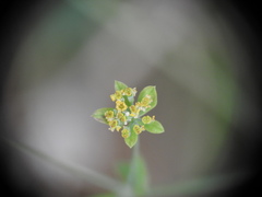 Bupleurum ranunculoides