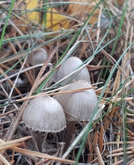 Mycena capillaripes