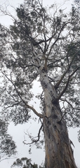 Eucalyptus pauciflora