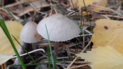 Mycena capillaripes
