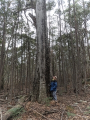 Eucalyptus obliqua