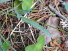 Bupleurum ranunculoides