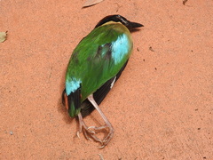 Pitta versicolor