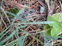 Bupleurum ranunculoides