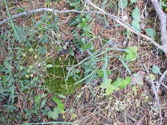 Bupleurum ranunculoides