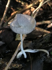 Coprinopsis lagopus