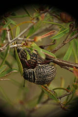 Catasarcus transversalis