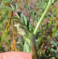 Vicia lutea