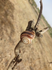Otala punctata