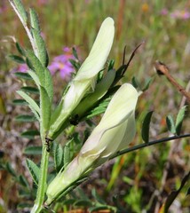 Vicia lutea