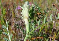 Vicia lutea