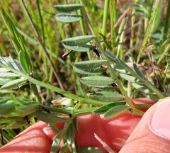Vicia lutea