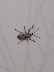 Phytoscaphus triangularis