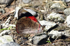 Diaethria pandama