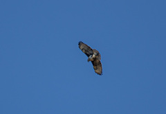 Buteo brachypterus