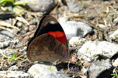 Diaethria pandama