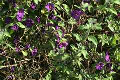 Lycianthes rantonnetii