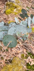 Eucalyptus perriniana