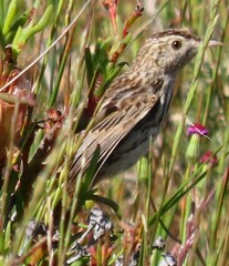 Cisticola textrix