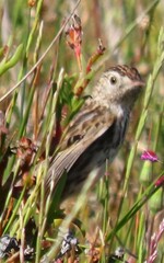 Cisticola textrix