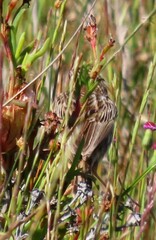 Cisticola textrix