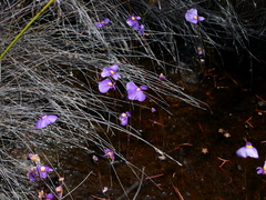 Utricularia inaequalis