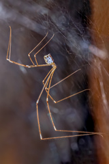 Crossopriza