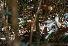 Eulemur rufifrons