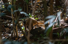 Eulemur rufifrons
