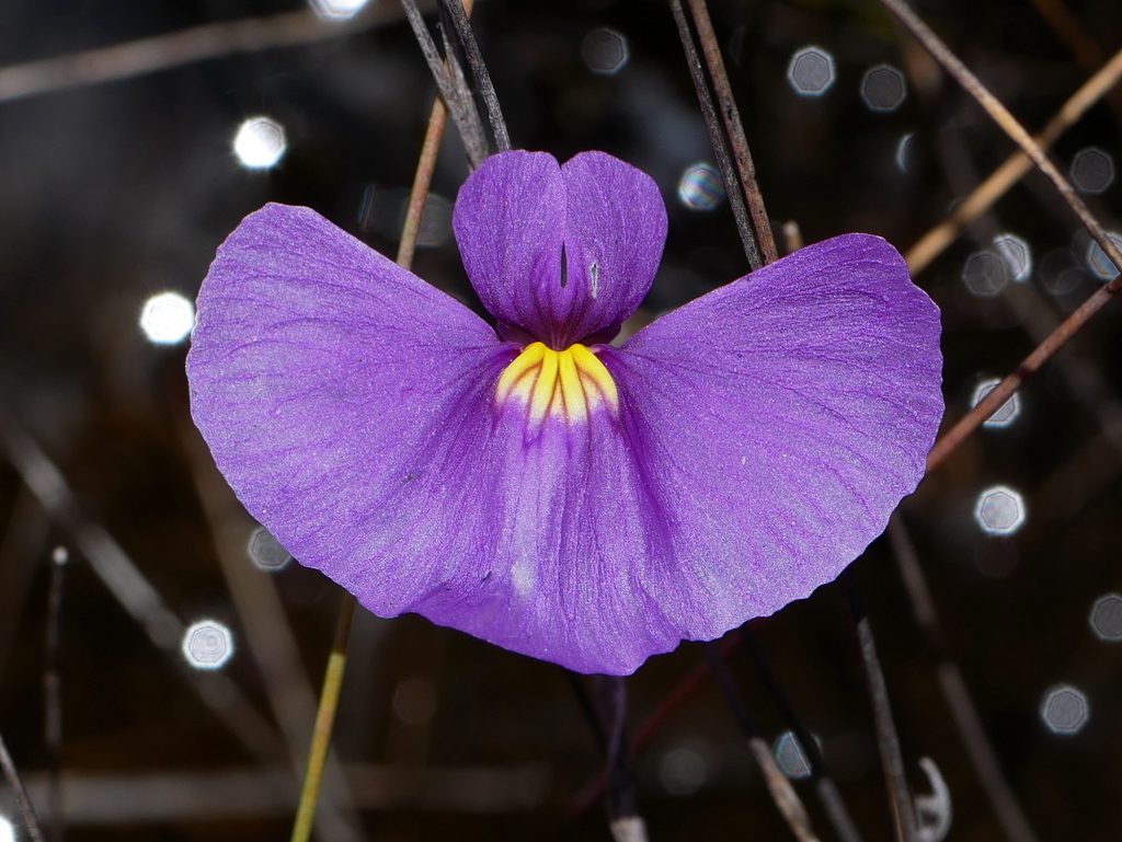 Utricularia inaequalis P.Taylor