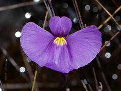 Utricularia inaequalis
