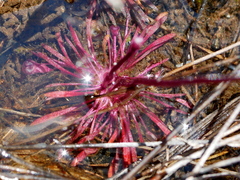 Utricularia inaequalis