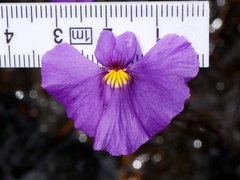 Utricularia inaequalis