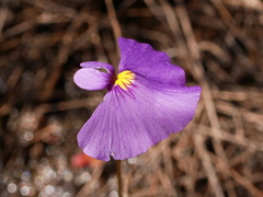 Utricularia inaequalis