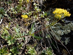 Patrinia rupestris