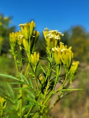 Tagetes minuta