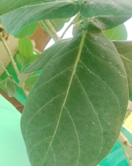 Calotropis procera