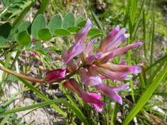 Astragalus monspessulanus