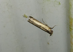 Elasmopalpus lignosella