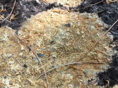 Ionaspis lacustris
