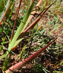 Ixia curta