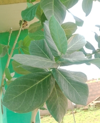 Calotropis procera