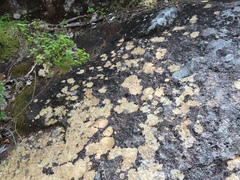 Ionaspis lacustris