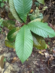 Dillenia suffruticosa